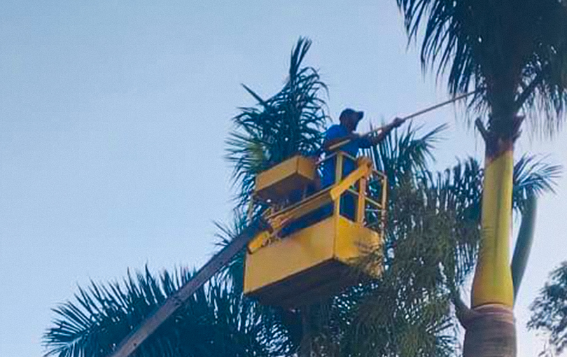 Poda de árvores com cesto aéreo: como o munck é fundamental na operação